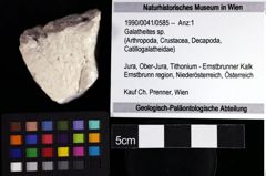 Foto (Objket + Etiketten) von Galatheites sp. 